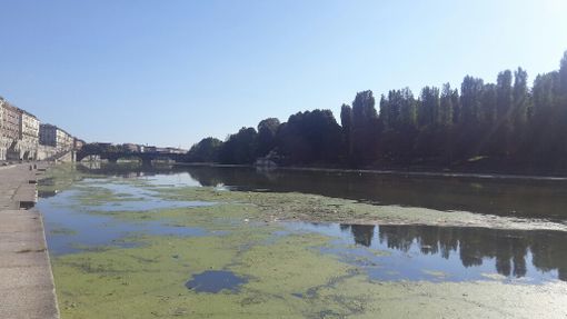 Emergenza Po verde: effettuate le riprese subacquee decise dal tavolo tecnico per la gestione ed il controllo della vegetazione acquatica