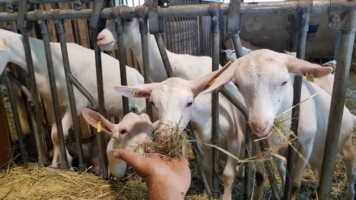Un viaggio nel mondo del formaggio di capra, dove il rispetto per l’ambiente e per gli animali sposa tradizione e innovazione