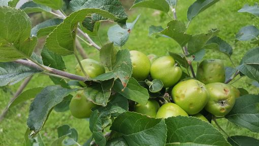 Coldiretti:&quot;Le temperature sotto zero mettono a dura prova le colture made in Piemonte&quot;