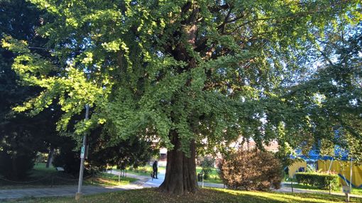 Grugliasco, un rap scritto dai bambini per festeggiare il Ginko Biloba e concludere il viaggio intorno all’albero ultracentenario [FOTO]