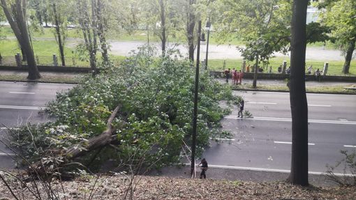 Grosso albero cade in corso Moncalieri, attimi di panico Grosso albero cade in corso Moncalieri, attimi di panico