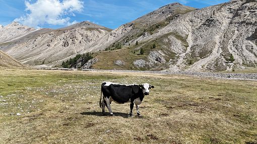 Patto tra Carmagnola e Racconigi per la valorizzazione della carne bovina piemontese