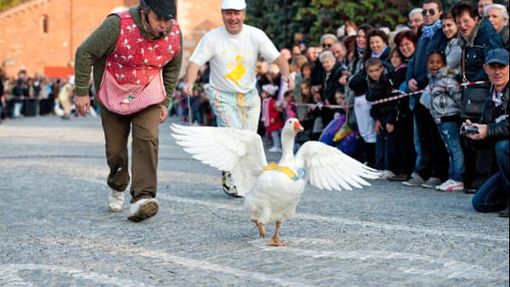&quot;Fiere, sagre, corse con animali: eventi storici o maltrattamento?&quot;