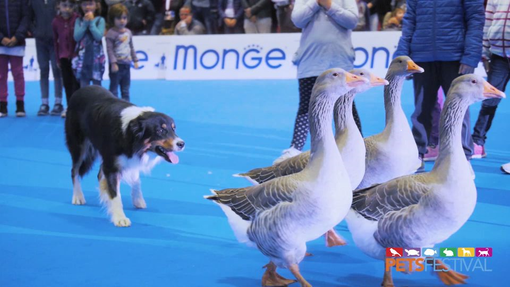 Petsfestival: la nona edizione si chiude con un grande successo e rafforza la partnership con Cremonafiere in vista del 2023