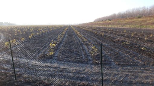 Ue, l'appello di Coldiretti: "Sostenere redditi delle imprese e competitività"