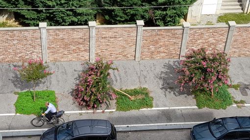 alberelli abbattuti alberelli abbattuti