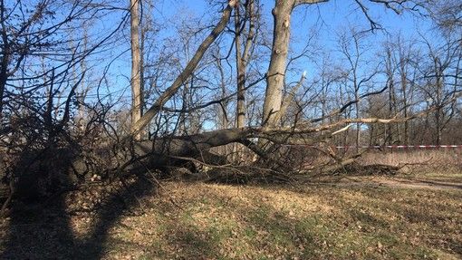 albero caduto albero caduto