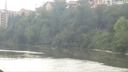 Torna il terribile Myriophyllium nel Po: domani a Torino lo sradicamento