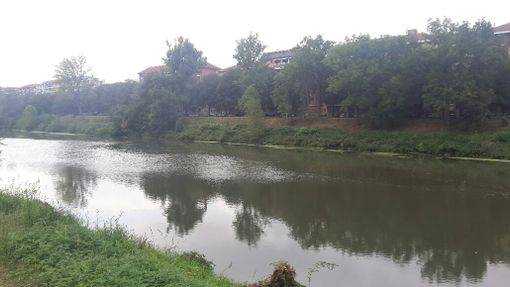 La pioggia diminuisce le alghe nel Po (FOTO e VIDEO) La pioggia diminuisce le alghe nel Po (FOTO e VIDEO)