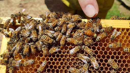 Due milioni dalla Regione per l'apicoltura