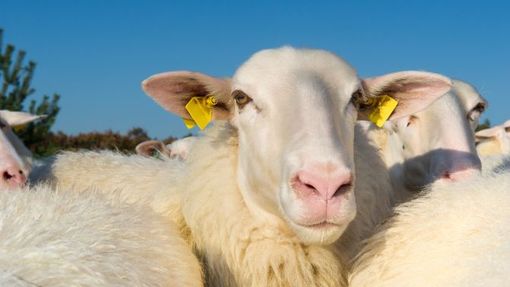Blue Tongue, Coldiretti Piemonte:" Mettere in campo piano d’azione regionale"