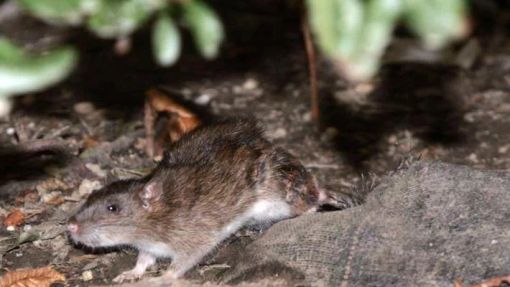 Disinfestazione dai ratti in corso all'Istituto Grassi di via Paolo Veronese Disinfestazione dai ratti in corso all'Istituto Grassi di via Paolo Veronese