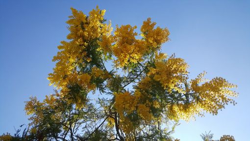 Festa della Donna: a Carmagnola letteratura, danza, musica e arte Festa della Donna: a Carmagnola letteratura, danza, musica e arte