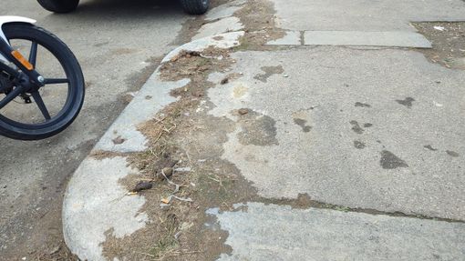 Escrementi di cane sul marciapiede