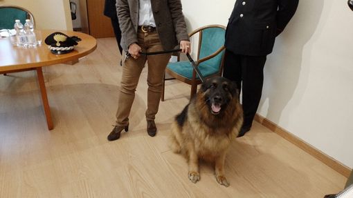 cane pastore tedesco con due persone cane pastore tedesco con due persone