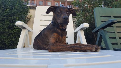 Nichelino, il cucciolo Joy cerca una nuova casa