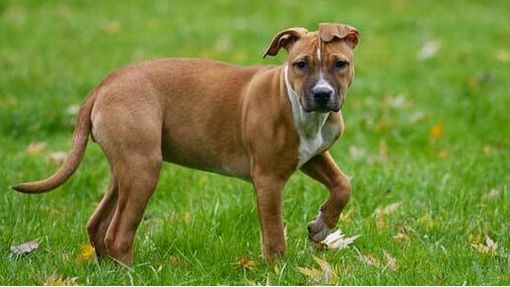 Cani lasciati liberi senza guinzaglio nei giardini La Marmora: è polemica Cani lasciati liberi senza guinzaglio nei giardini La Marmora: è polemica