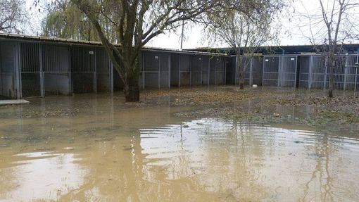 Allagato il canile di Moncalieri, 4 zampe sfollati: cercasi disperatamente cucce, box e materiale