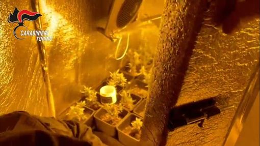 Coltivazione di cannabis Coltivazione di cannabis