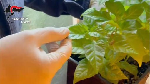 La lite di coppia li smaschera: in casa nascondevano un impianto di coltivazione della marijuana La lite di coppia li smaschera: in casa nascondevano un impianto di coltivazione della marijuana