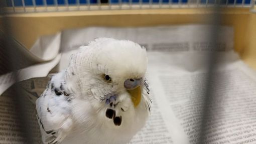 AAA cercasi proprietario della cocorita ritrovata a Nichelino AAA cercasi proprietario della cocorita ritrovata a Nichelino