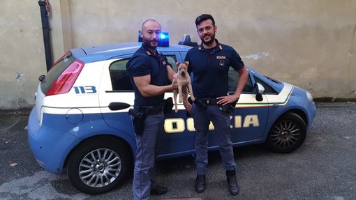 Cucciolo abbandonato salvato lunedì sera dalla Polizia a Torino