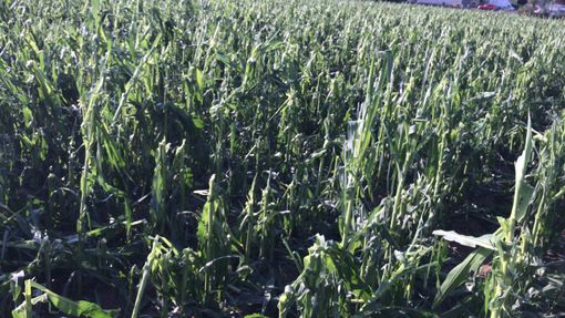 danni grandine danni grandine