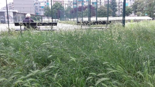 Torino, l'erba alta diventa un pericolo anche per Fido