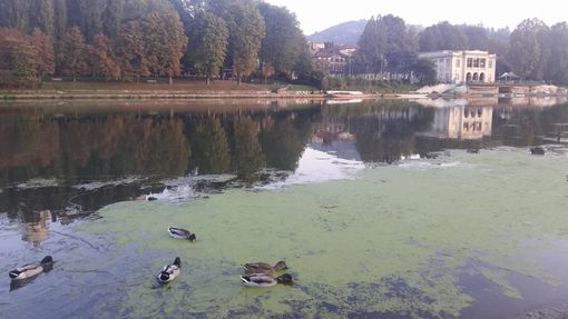 Domani sradicamento a mano delle alghe del Po: foto e video del fiume prima dell'intervento