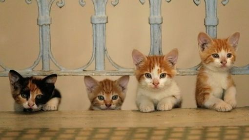 A Pinerolo gli animali hanno un ufficio per i loro diritti