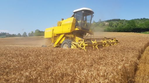 L’invasione di grano dal Canada trattato con il Glifosate penalizza quello torinese L’invasione di grano dal Canada trattato con il Glifosate penalizza quello torinese