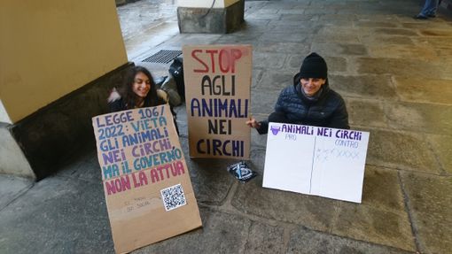 Protesta delle attiviste di Ribellione Animale in via Po: "Stop all'uso degli animali nei circhi" Protesta delle attiviste di Ribellione Animale in via Po: "Stop all'uso degli animali nei circhi"