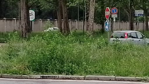 Nel 2025 niente erba alta a Torino: previsti più sfalci nei viali e giardini Nel 2025 niente erba alta a Torino: previsti più sfalci nei viali e giardini