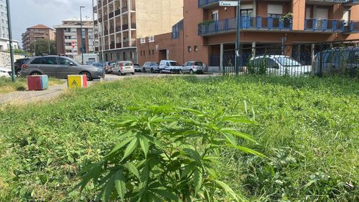Torino, nel giardino pubblico cresce la marijuana. FdI: &quot;È questa la biodiversità che vuole l'Amministrazione?&quot;