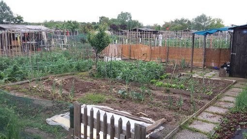 Orti urbani a secco: i coltivatori torinesi aspettano da mesi la riparazione dell’impianto idrico Orti urbani a secco: i coltivatori torinesi aspettano da mesi la riparazione dell’impianto idrico