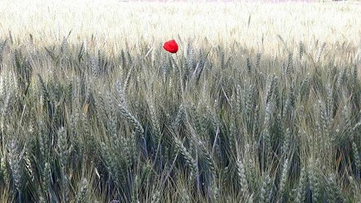 L'orgoglio partigiano più forte del "lockdown": "Il 25 aprile un fiore sulle lapidi vicino a casa nostra"