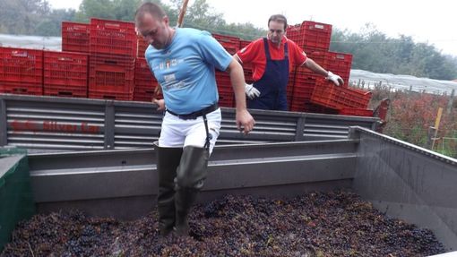 Domenica ritorna la Festa dell'Uva tra via Fabrizi e corso Svizzera Domenica ritorna la Festa dell'Uva tra via Fabrizi e corso Svizzera