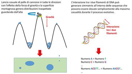 Una ricerca dell'Università degli Studi di Torino aiuta a svelare i segreti del DNA