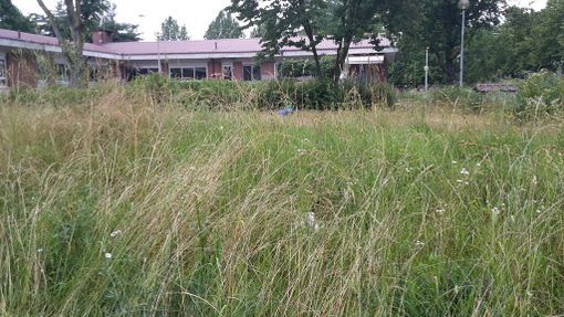 Agenda del verde della Circoscrizione 4, priorità a piazze, giardini e scuole Agenda del verde della Circoscrizione 4, priorità a piazze, giardini e scuole