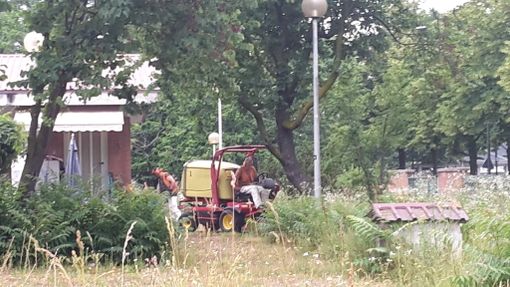 A Torino parte lo sfalcio del verde, Appendino: "In ritardo causa Covid, ma ne faremo uno in più" A Torino parte lo sfalcio del verde, Appendino: "In ritardo causa Covid, ma ne faremo uno in più"