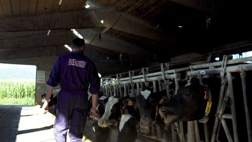 Agricoltori, Inalpi: "Individuare i veri obiettivi della protesta, ma riconoscere anche gli elementi di sostegno" Agricoltori, Inalpi: "Individuare i veri obiettivi della protesta, ma riconoscere anche gli elementi di sostegno"