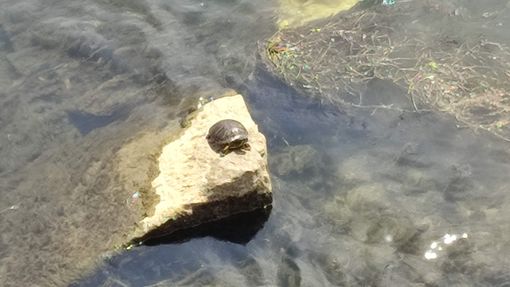 La testuggine nei pressi della Gran Madre La testuggine nei pressi della Gran Madre