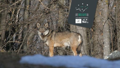 Nichelino, una due giorni alla scoperta del lupo (per aiutare il canile Enpa) Nichelino, una due giorni alla scoperta del lupo (per aiutare il canile Enpa)