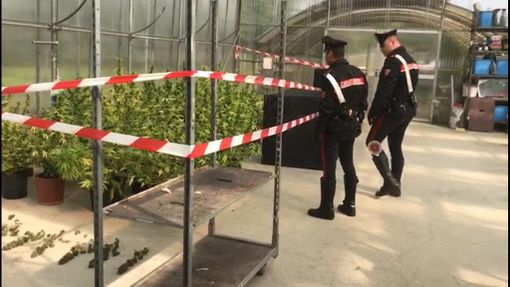 Coltivava marijuana biologica in mezzo alle piante: arrestato vivaista di Rivoli [VIDEO]