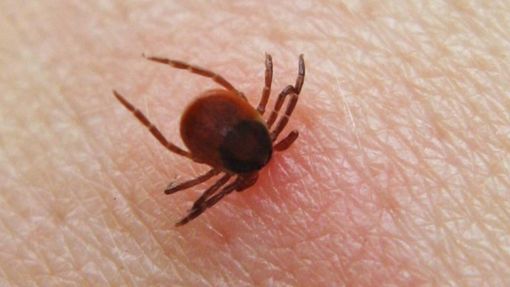 Come difendersi dalle zecche, i consigli dell'Asl TO3 Come difendersi dalle zecche, i consigli dell'Asl TO3
