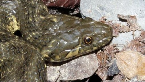 immagine di repertorio immagine di repertorio