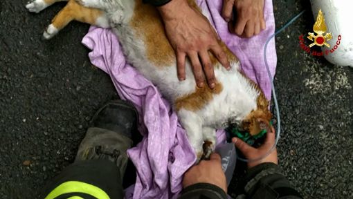 immagine di repertorio immagine di repertorio