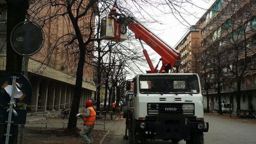 Verde cittadino: controlli di stabilità, piantamenti e abbattimenti nell'area centro-sud di Torino Verde cittadino: controlli di stabilità, piantamenti e abbattimenti nell'area centro-sud di Torino