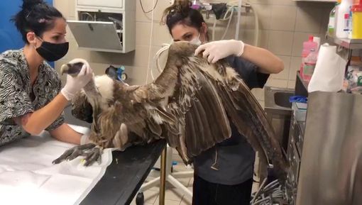 Fisioterapia passiva per aiutare il grifone Godric a recuperare l'uso delle ali Fisioterapia passiva per aiutare il grifone Godric a recuperare l'uso delle ali