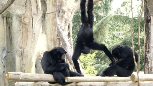 Al bioparco ZOOM Torino grande festa nella famiglia di Siamanghi
